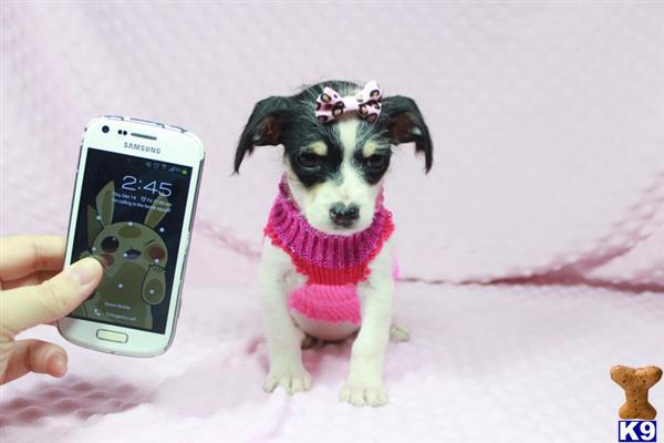 lvpuppyheaven Picture 3